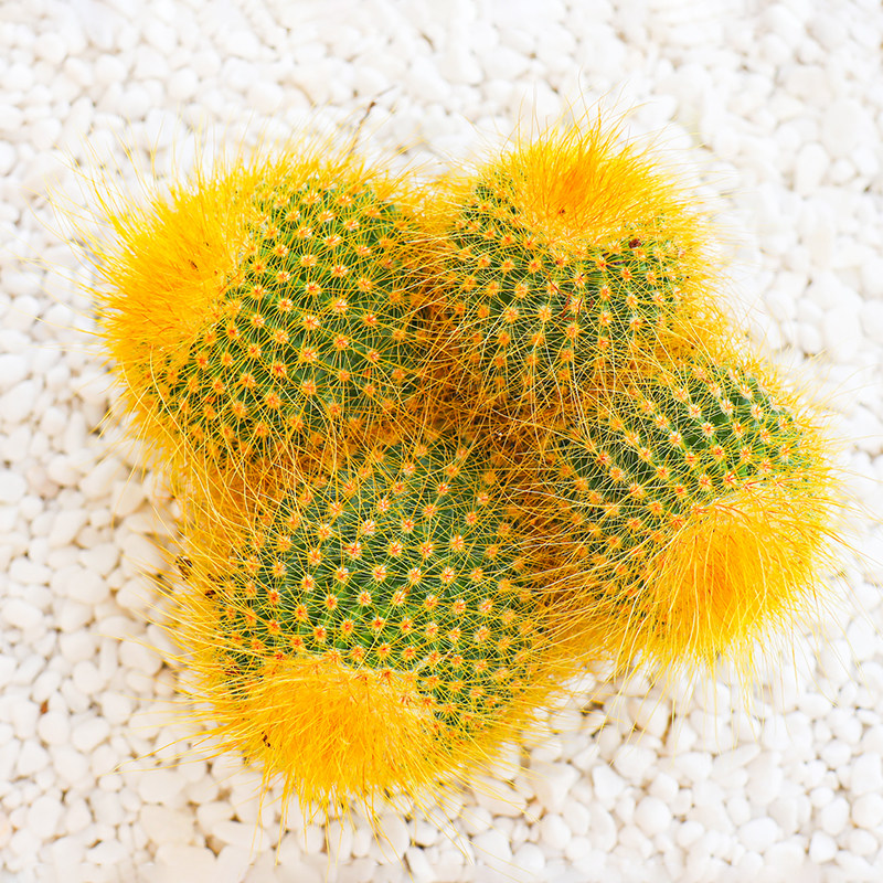 大金金丝猴多头群生仙人球好仙人掌植物室内防辐射多肉植物