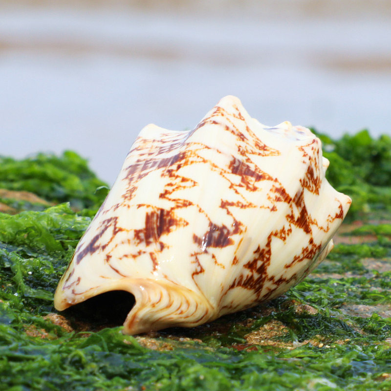 帝王天然海螺贝壳水族箱景观装饰鱼缸海螺