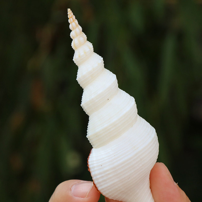 花斑长白旋螺天然海螺贝壳拍摄道具多肉微景观装饰品地中海摆件