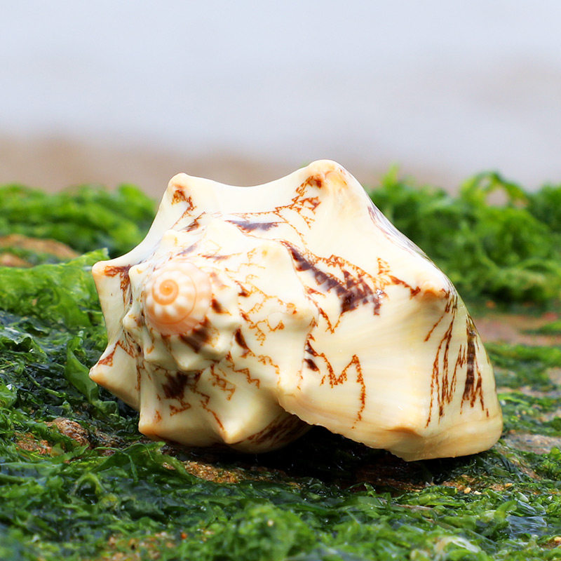 帝王螺 天然贝壳海螺水族箱景观装饰 鱼缸造景家居办公地台摆件 - 海