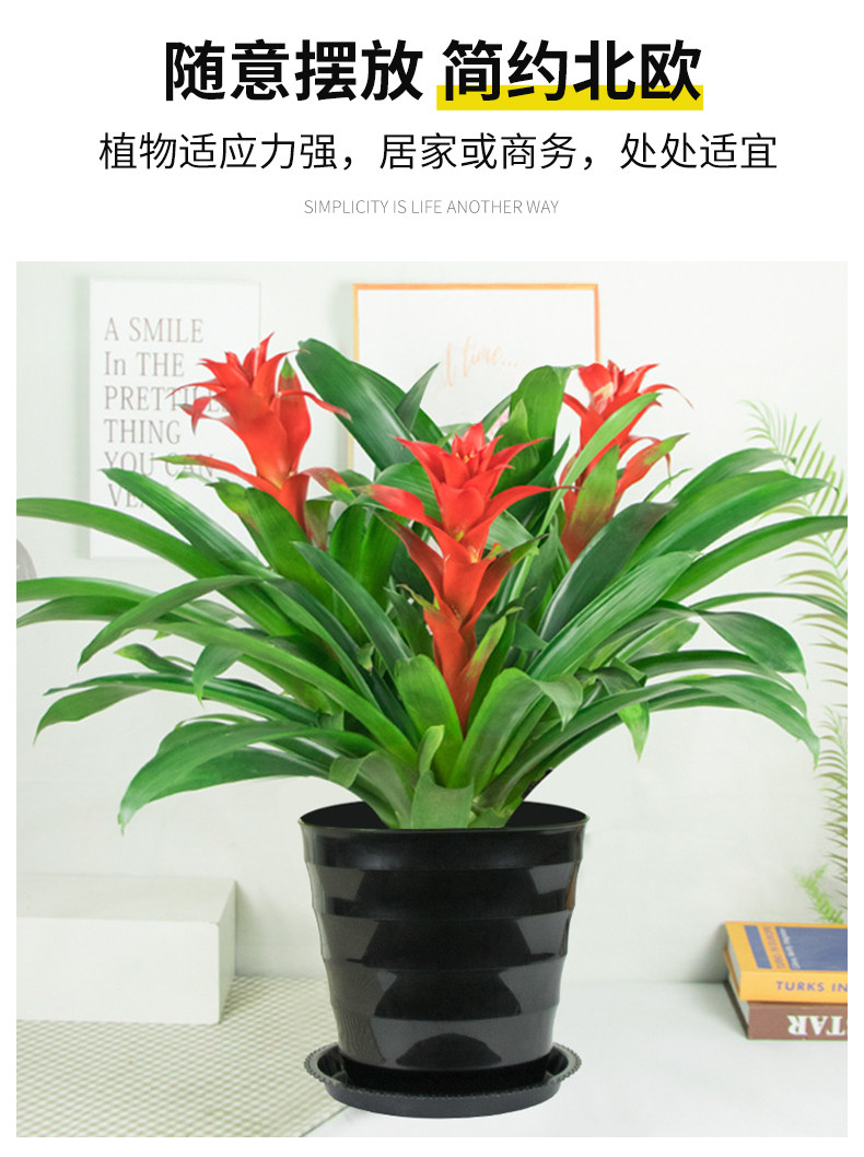 鸿运当头盆栽大红心水培凤梨花绿植花卉客厅室内时令草本花卉