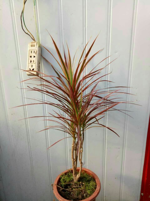 七彩铁树五彩铁树盆栽三色龙血树盆栽七彩铁千年木植物高大