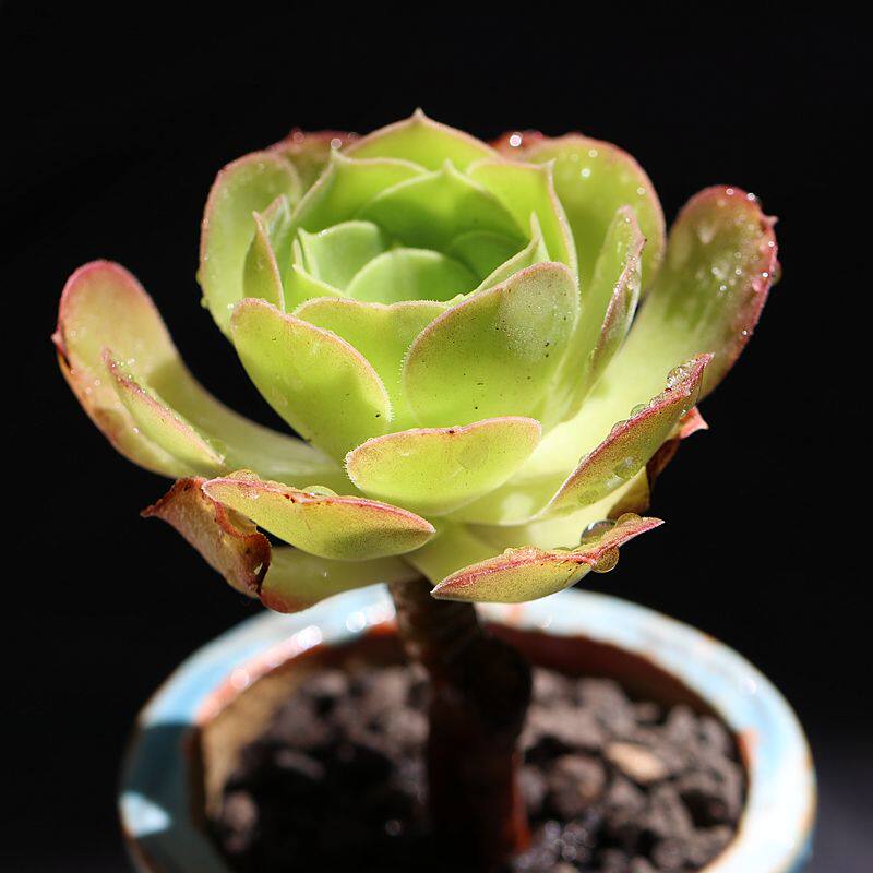 柠檬法师韶羞多肉植物新手易养室内办公桌绿植小盆栽kk后花园