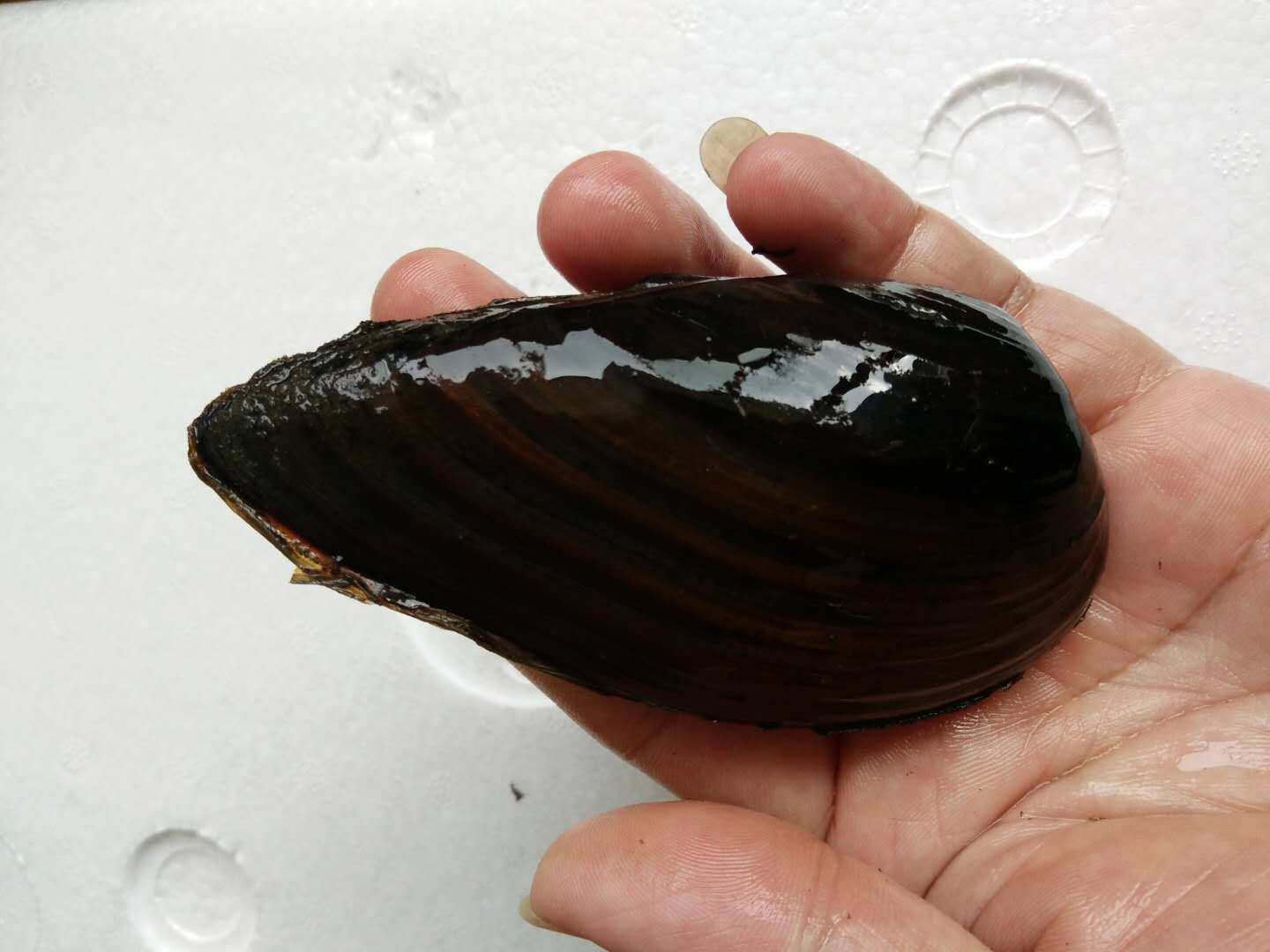 河蚌尖头活体原生观赏淡水贝壳绿水水藻鰟鮍螺