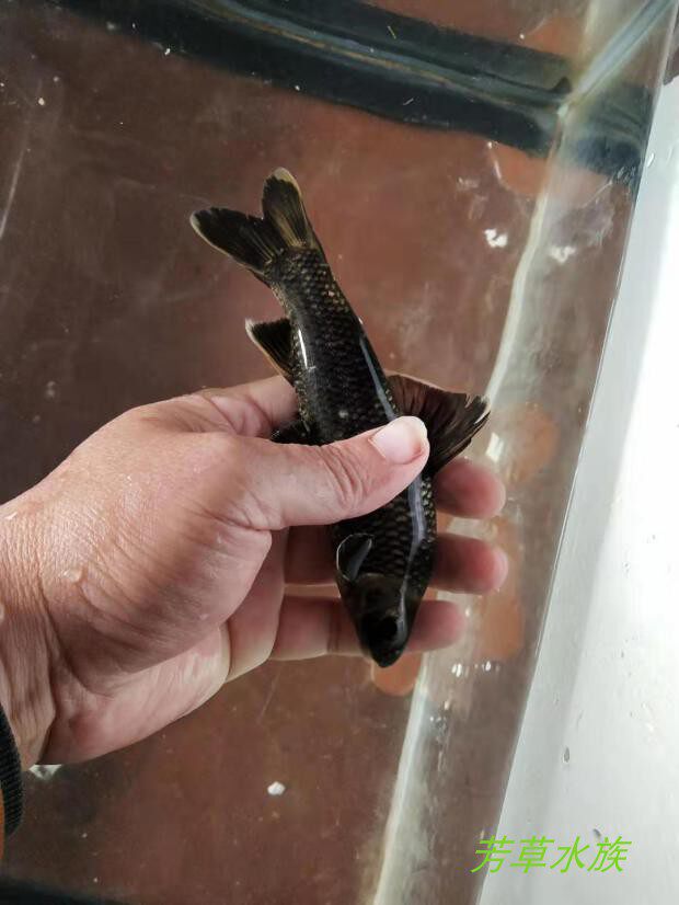 华鳈原生野生冷水观赏鱼底层清道夫溪流鱼满包鱼