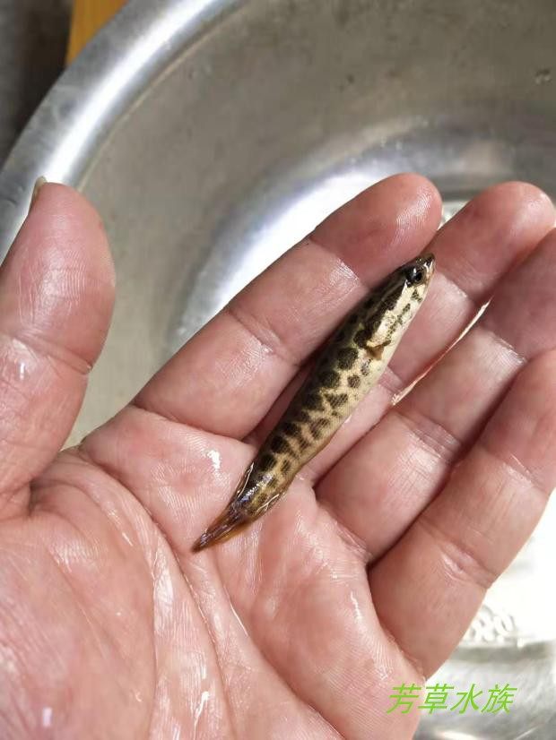 七星野生黑鱼鱼苗乌鱼黄颡昂刺鱼活体淡水冷水鱼