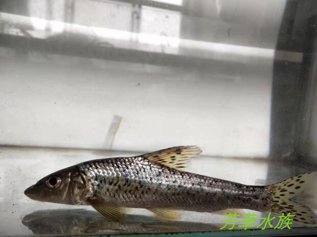 花骨鱼重唇鱼长吻清道夫原生冷水鱼唇鳈竹篙鮈唇鱼