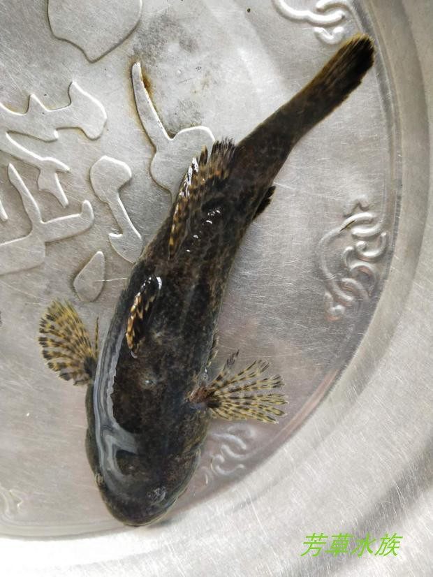 沙塘呆子土布虎头笋壳原生冷水观赏肉食性凶猛鱼