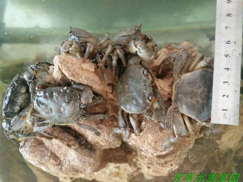 野生华溪河蟹山螃蟹溪蟹水族宠物原生冷水淡水螺