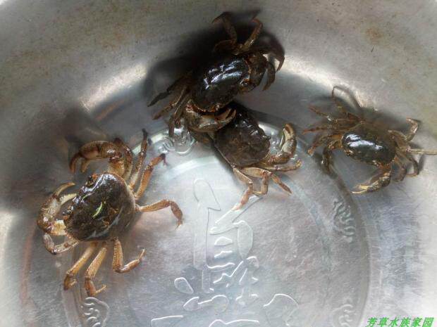 野生华溪河蟹山螃蟹溪蟹水族宠物原生冷水淡水螺