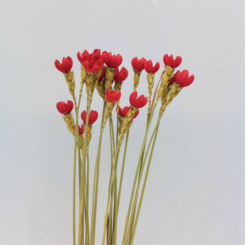 云南真花干花押花家居摆放开心果开口笑树枝新款干花