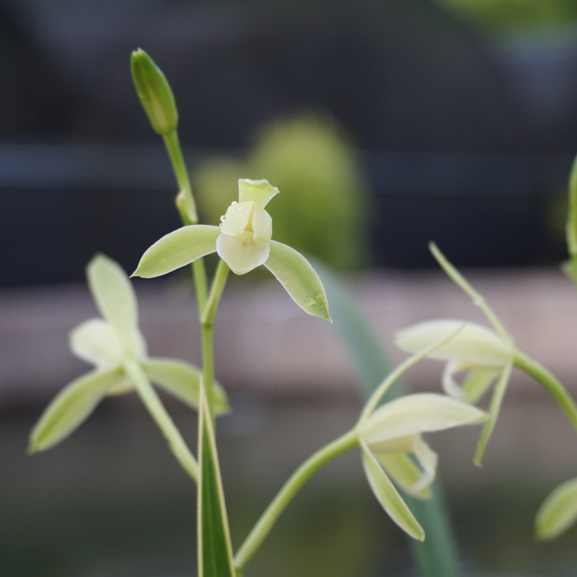 兰花花苗建兰玉女针叶双艺素心花卉办公室盆栽时令草本花卉
