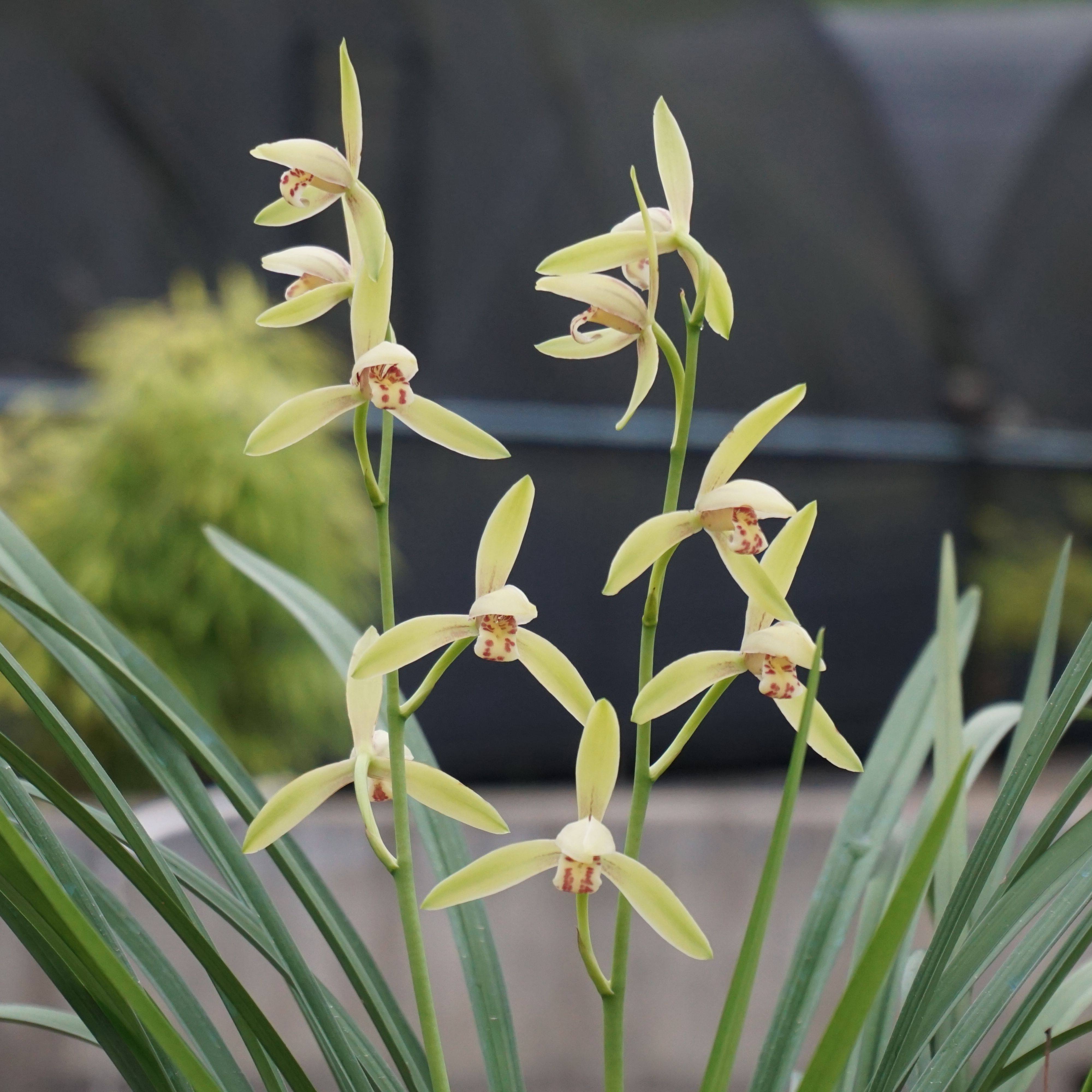 建兰彩心浓香香花叶姿飘逸兰花客厅室内观花时令草本花卉