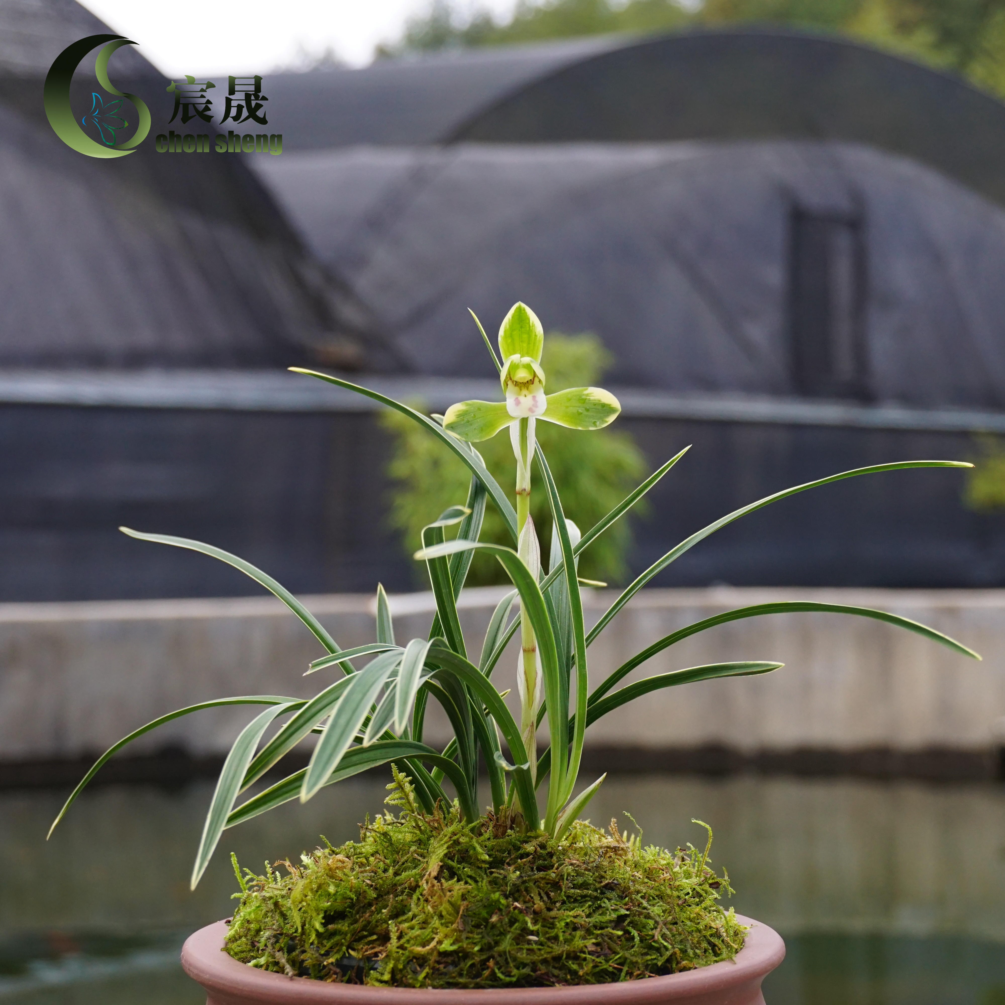 金边矮种兰花春兰雪山天草盆花花卉盆栽四季花卉