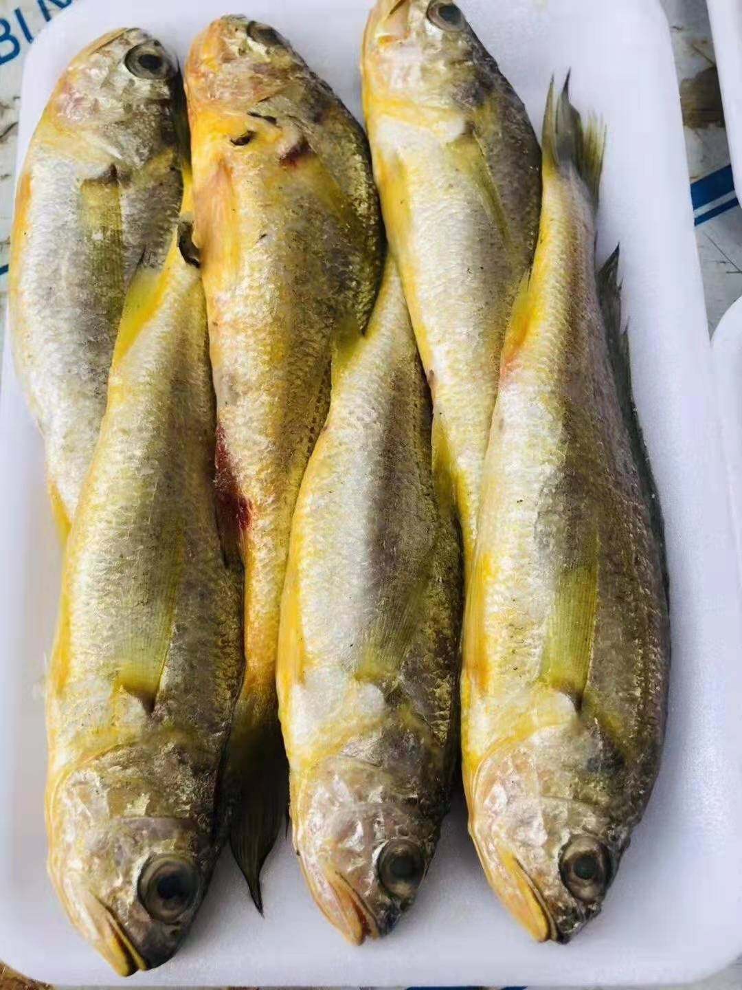 东海深海1斤冷冻鲜活子鱼野生梅子黄花鱼新鲜黄鱼