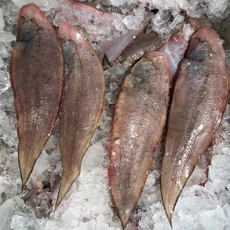 东海野生龙利新鲜深海舌头踏板鱼玉秃鱼非巴鲳鱼