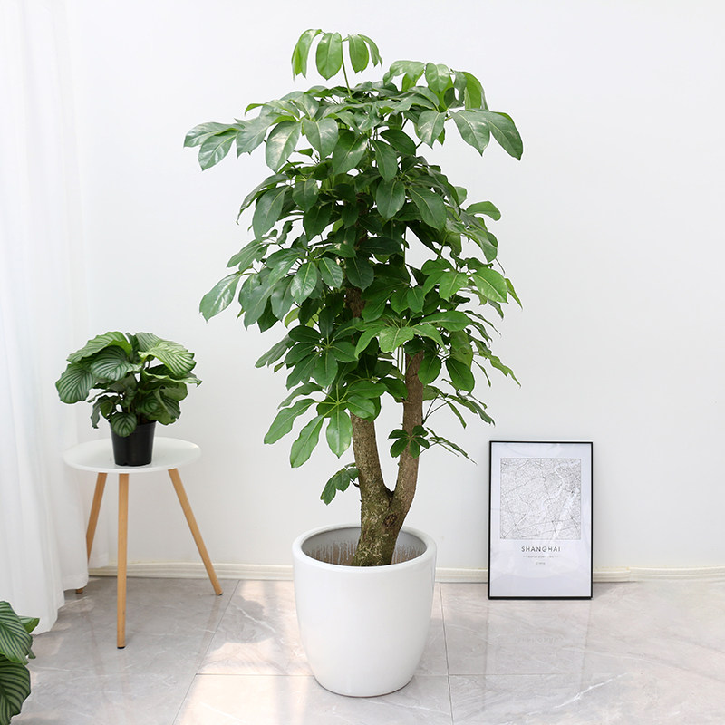 带盆栽好摇钱树盆栽植物大型绿植又称大叶伞上海送货上门