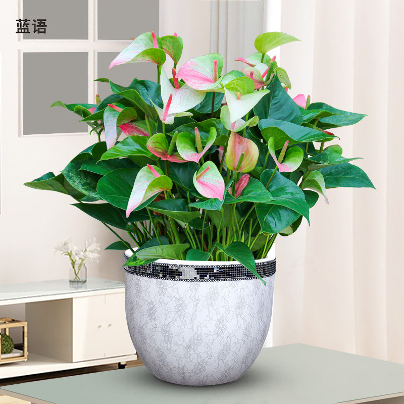 红掌盆栽大盆组合净化空气花卉绿植甲醛客厅办公室大型绿植
