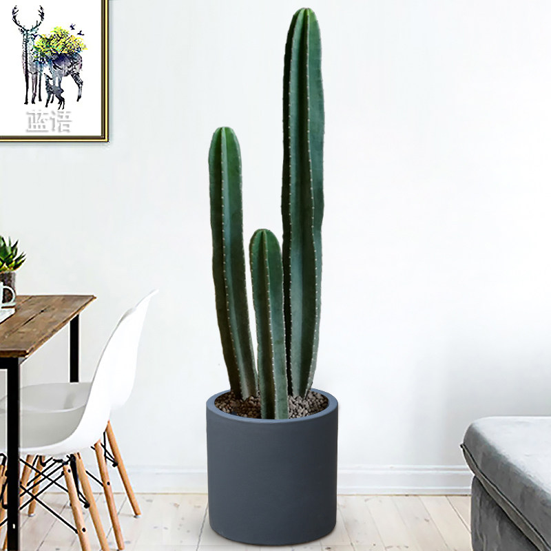 仙人柱量天盆栽仙人掌室内装饰多肉植物客厅多肉植物