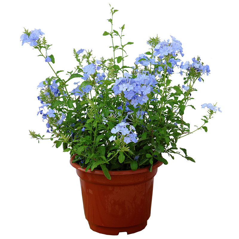 蓝雪花盆栽 多年生 花开不断 蓝色 庭院阳台植物