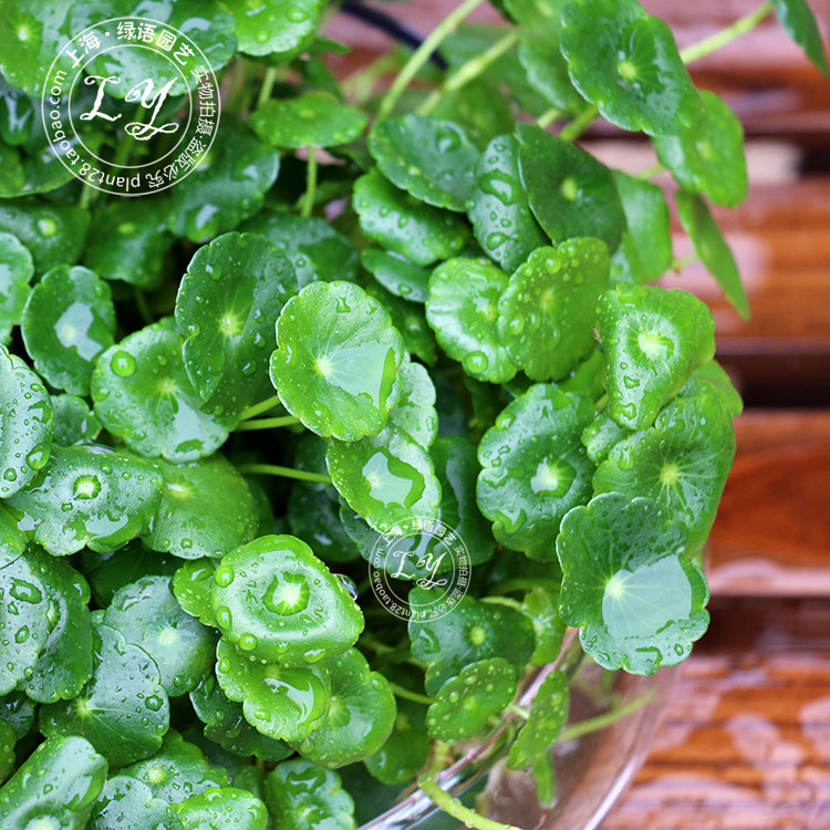 植物水培铜钱又名金钱水生花卉盆栽办公办公室绿植