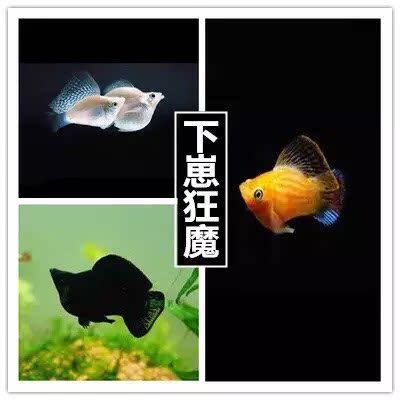 皮球鱼红剑尾鱼红白苹果热带鱼玛丽活体鱼趣生态鱼