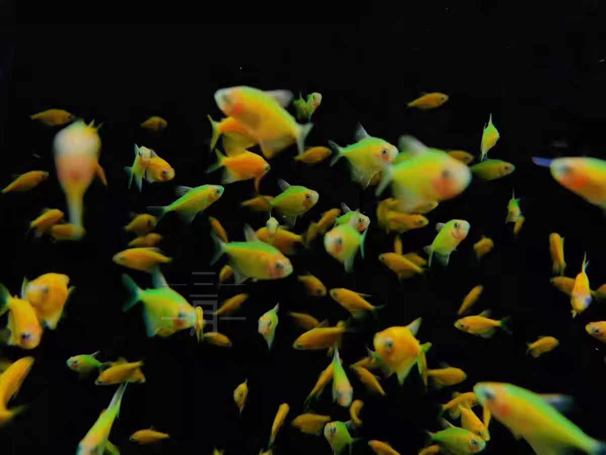 天使绿衣彩衣彩裙小型鱼灯科热带鱼观赏鱼活体网红鱼