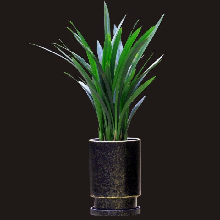 新春节四季植物观花客厅盆景花剑花苞盆栽墨兰时令草本花卉