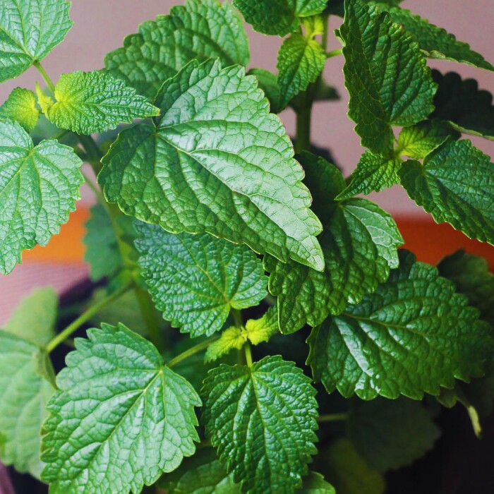 河南四川庭院阳台香料可食用香草叶四川五香茴香绿植