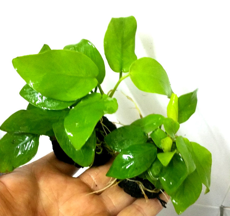 米菲真水草 大/北美水兰草 活体淡水植物 鱼缸造景装饰 草缸后景