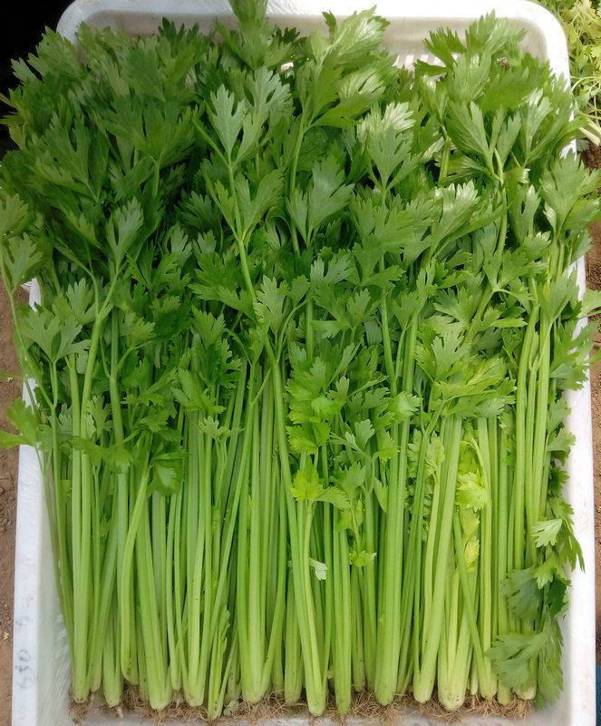 首页 下载app                          四季小香芹种子香味浓嫩脆小