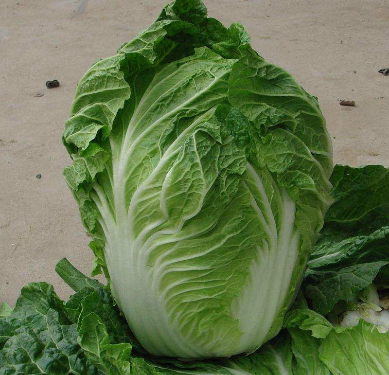 进口结球10克菜籽白菜籽大白菜韩国50天抗热种子家庭园艺种子