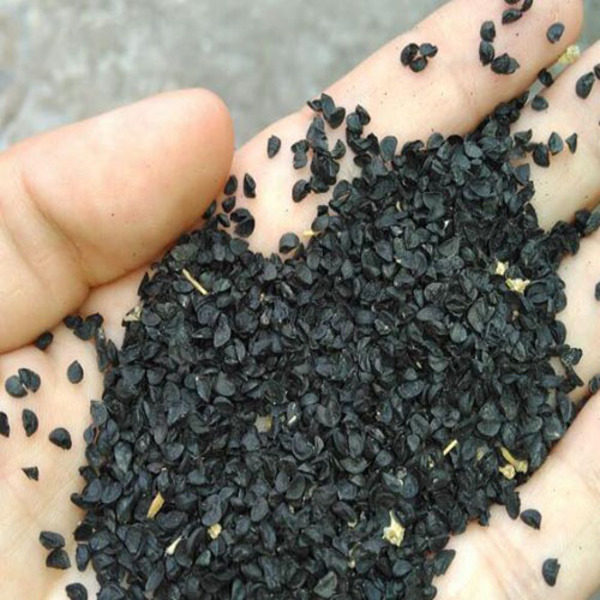 四季小香葱种头葱种籽火葱红头葱种子苗阳台盆栽葱苗小葱干葱头红_双