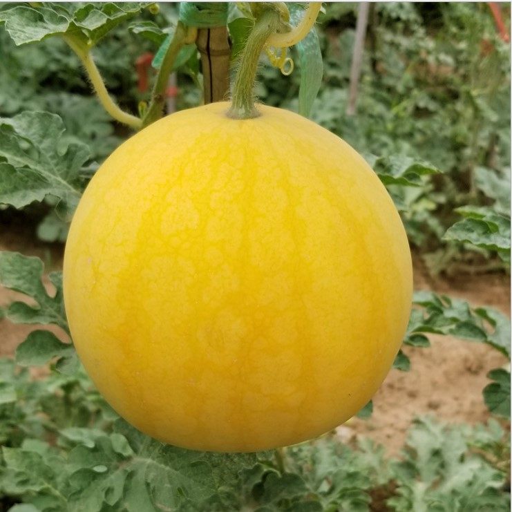 西瓜黄皮金蜜宝种子金玲珑种籽早熟麒麟水果红瓤家庭园艺种子