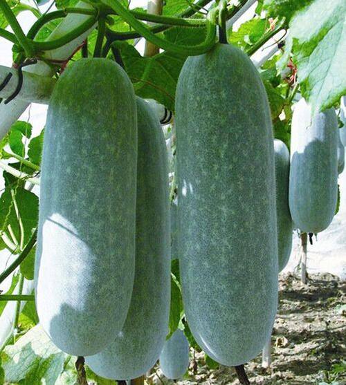 绿美四季蔬莱东瓜迷你蔬菜盆栽阳台瓜苗早熟家庭园艺种子