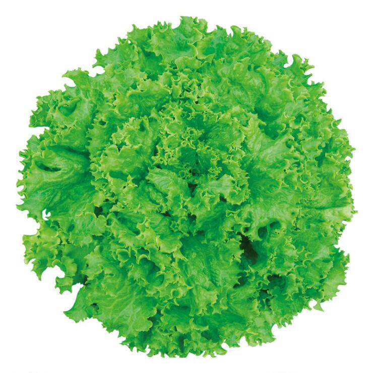 大速生菜意大利耐抽苔耐热抗寒四季播种蔬菜家庭园艺种子