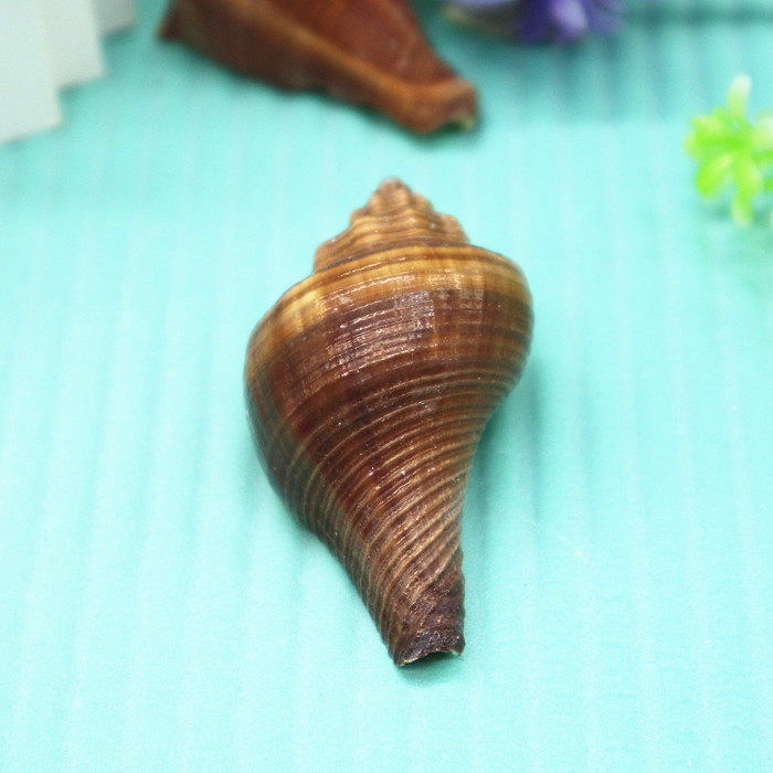天然贝壳海螺红号螺红香螺鱼缸造景地台装饰海螺