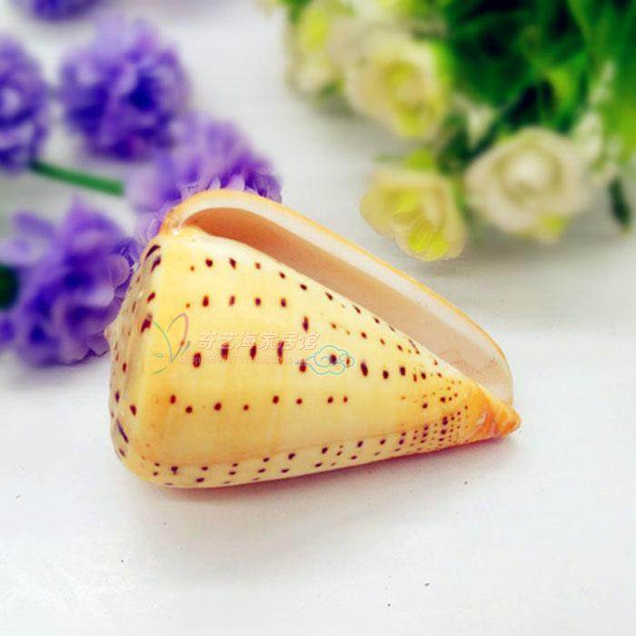 天然海螺贝壳412cm黄玉米螺鱼缸装饰水族箱造景海螺