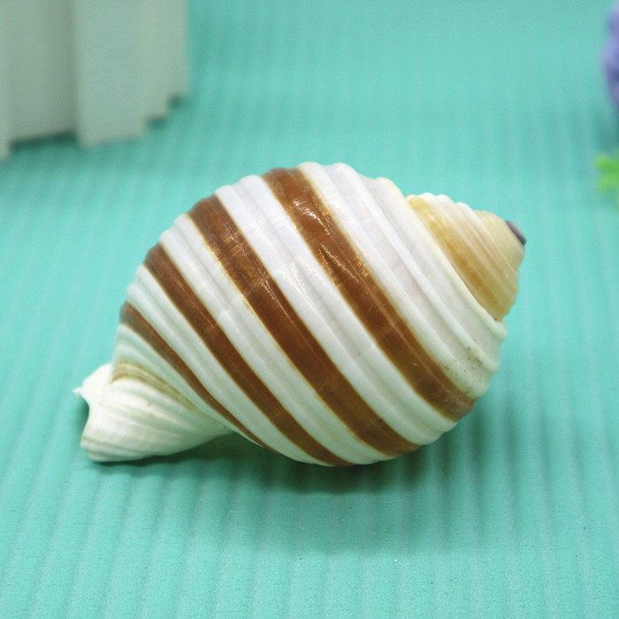 天然海螺贝壳褐带鹑螺琴螺卷贝鱼寄居繁殖鱼缸海螺