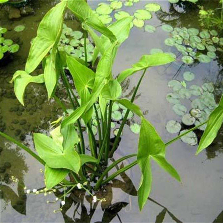 花卉慈姑水生植物种苗草茨菇种球带芽水鱼缸空气净化剂