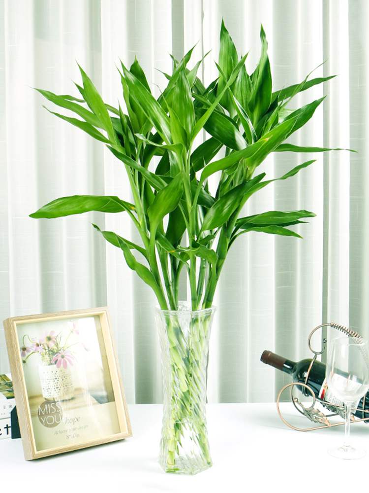 富贵竹水培植物转运开运花卉绿植盆栽绿萝室内绿植