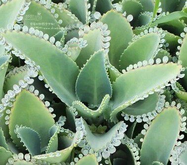 死鸟不死大叶多肉植物蕾丝公主宽叶落地生根迷你多肉植物