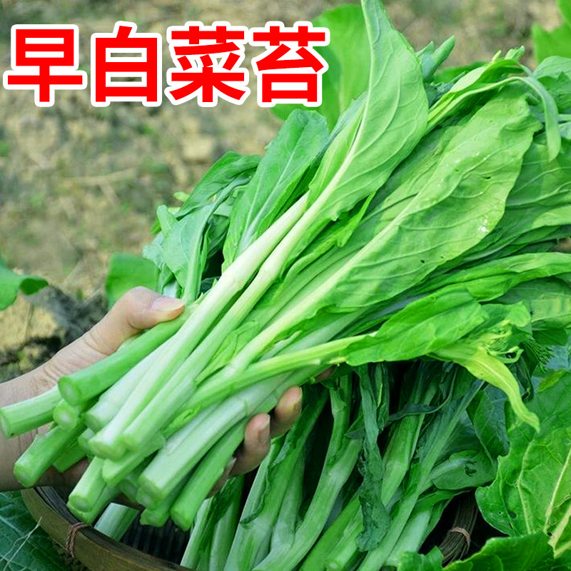 菜苔白菜苔盆栽夏季青菜大全菜种蔬菜四季阳台家庭园艺种子