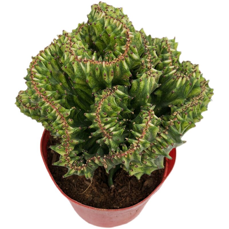 麒麟五彩黄金金麒麟植物彩色盆栽红龙龙骨五指山多肉植物