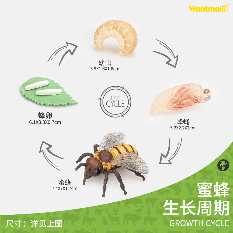 儿童仿真动物模型生长过程生命周期科教玩具仿真