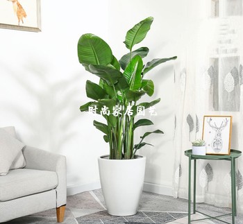 ຄົນອັບເດດ: ການເຮັດສວນໃນເຮືອນ bird of paradise potted plant internet celebrity plant medium potted air purifying indoor foliage green plant