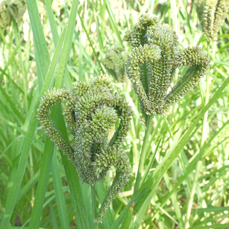 粟米农家特产鸭脚龙爪米粉拳头米粒婴儿枕头其它