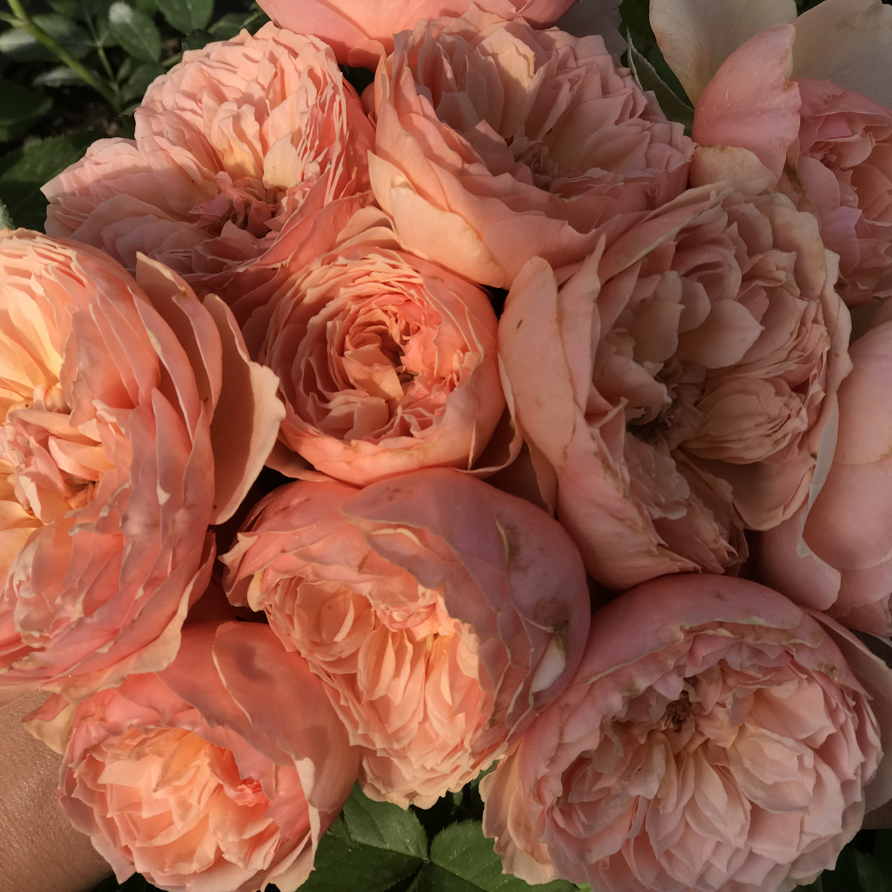 沾沐真宙月季月季花花苗藤本绿植玫瑰室内灌木时令草本花卉