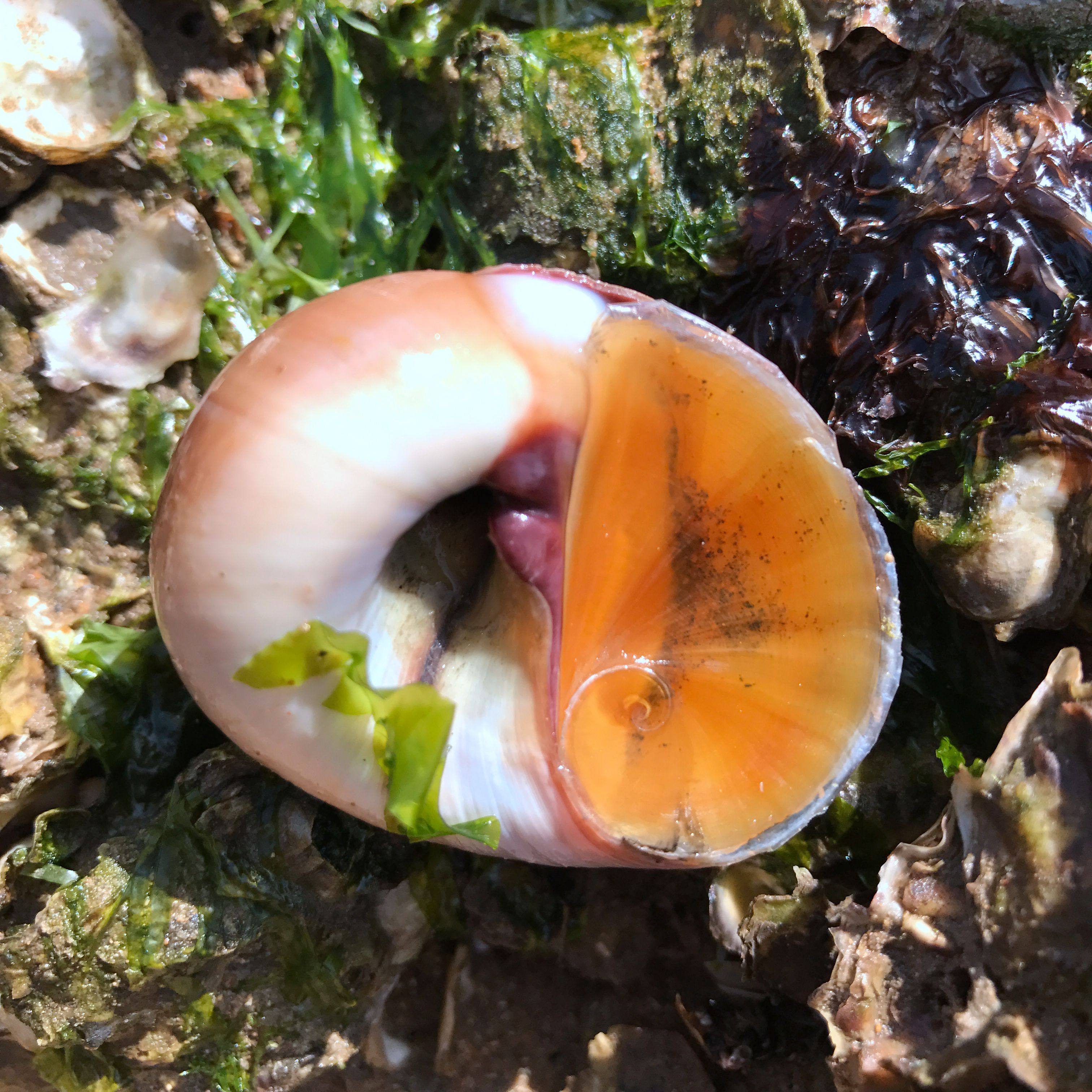 香螺源鲜生顺丰肚脐黄玉猫眼鲜红海鲜新鲜红野生海螺