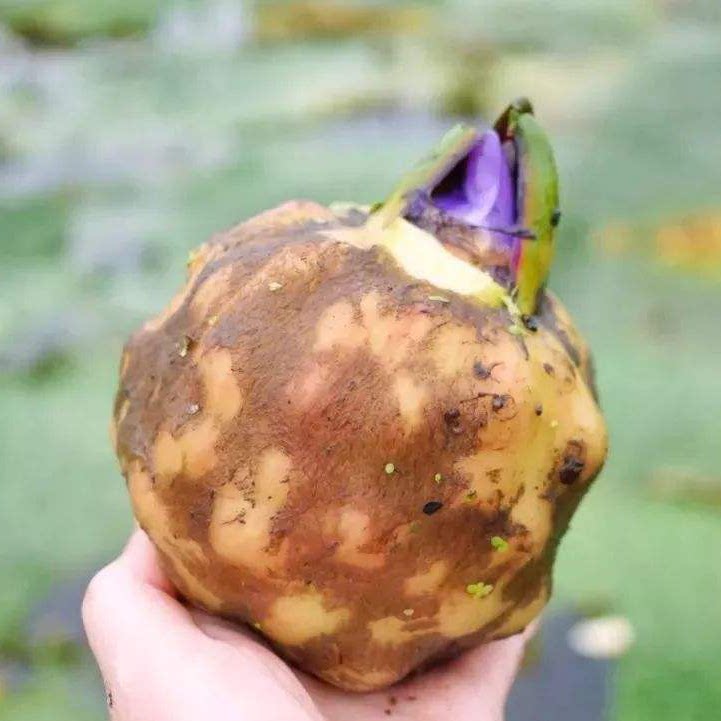 特级大颗粒2020苏州新鲜鸡头米大丹鲜芡实茨实果欠实苏芡冰冻800g